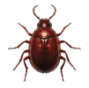 Virus